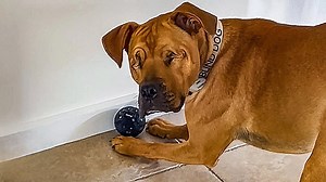 Blind dog loves fetch – so his sister makes sure he wins every time