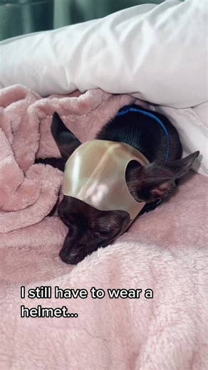Melman will never understand why he has to wear a helmet, he will never know that it’s meant to protect him. All he knows is that I put it on him often and he doesn’t want it on. #specialneeds #adoptdontshop #rescuedog #chihuahuastiktok #dog #dogs #puppy #puppies #vettech #vetmed #animalshelter #terrier #terriersoftiktok #dogsoftiktok #puppylove