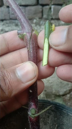 Grafting TECHNIQUES to Grow Fruit Plants from Grafts?
