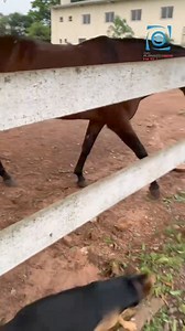 Toda a corporação conhece o comando da Brigada Militar, mas a figura mais popular e querida por lá é um serzinho de quatro patas, vira-lata, chamado Cabo Toco: o mascote do 3° Regimento de Polícia Montada de Passo Fundo. O cão, que tem cerca de quatro anos, foi abandonado no regimento e, desde então, nunca mais saiu de lá. Como contam os soldados Martins e Zorzan, alguns dos policiais que cuidam dele diariamente, o Cabo Toco não foi adotado por eles; foram eles que foram adotados pelo cão sem ra