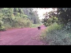 Jaguar and puma spotted in Guyana