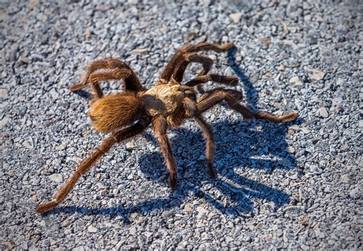 Texas Brown Tarantulas on the move in Missouri – What to do if you spot one