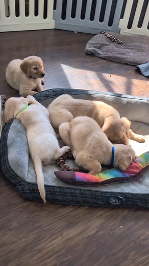 6.7K views · 860 reactions | ✨ Sound Habituation: TV & Learning to be...