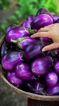 Harvesting Fresh Eggplants And Slicing Them For Sun Drying To Create Winter Food Provisions!