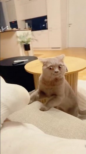 Cats React to Smelly Socks!!😹