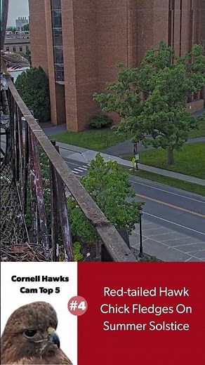 Cornell Hawks Cam Top 5 in 2025: Red-tailed Hawk Chick Fledges On Summer Solstice