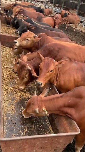 "Five-Way Crossbred Beef Cattle Calves for Sale! Improved Yellow Cattle Prices & Farm Tour 2026"