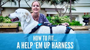 In this #HowTo video, Wolfie our perfect model is showing you how to put on the Help 'em up harness. These harnesses are soooo amazing for pets with back leg weakness that need support to rise from sitting or using stairs, either just after surgery or as they age and need more help. Dr Jane also uses these harnesses pets with spinal injuries to support for exercises and to get them up and moving. Help Em Up Harness | Paws in Motion Veterinary Physiotherapy