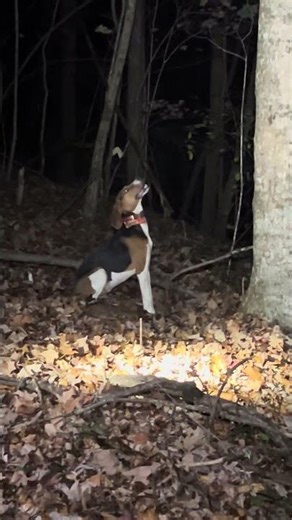 Coon hound on the hunt#huntingdog #dog #coondog #hunting #coon