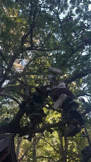 One of the most fascinating trees I’ve seen. Here’s the story behind the mysterious ‘shoe tree’ on Blood Mountain, GA. #GeorgiaMountains | Ganza Media