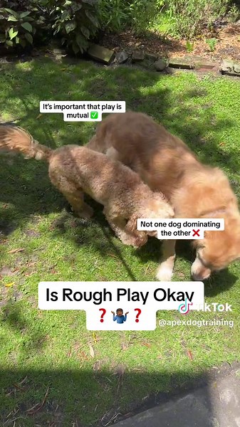 Understanding Rough Dog Play: When It's Okay or Not