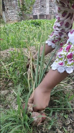 Harvesting Onions 🧅 | Biennial Plant Growth!!