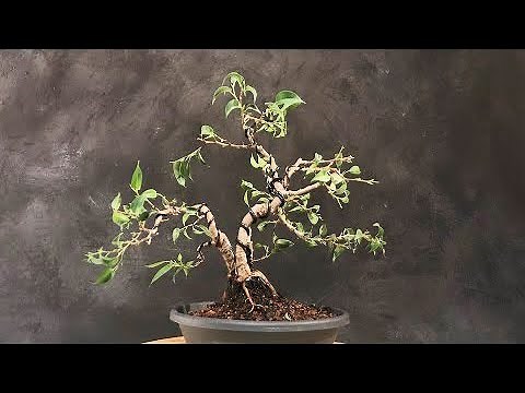 Restructure Plant radically to a nice little ficus bonsai tree. Bending and trimming for beginners