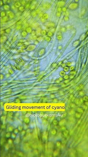 Blue green algae in Motion