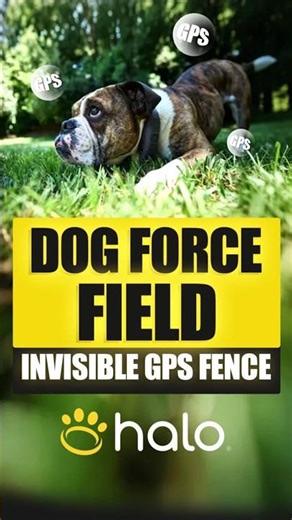 GPS Force Field for Dogs: Halo Collar That Kills Wired Fences Forever