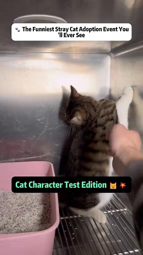 3 comments | The funniest stray cat adoption event ever!  Watch these cats take the ultimate character test — who will pass?  #CatRescue #FunnyCats | Stray Cat Talkz | Facebook