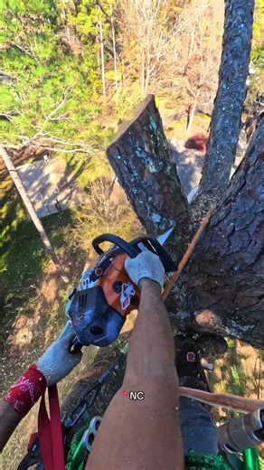 Tree climber #treework #treeclimber #chainsaw