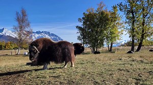 Feeling a chill from this winter weather? If only we all had musk ox to curl up with! See the original artwork from the book Cozy, on view now in the special exhibition Jan Brett: Stories Near & Far. Thank you to the The Musk Ox Farm for your beautiful photos! | Norman Rockwell Museum