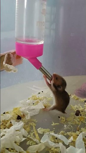幼崽開始會喝水了 #hamster #pets #cute