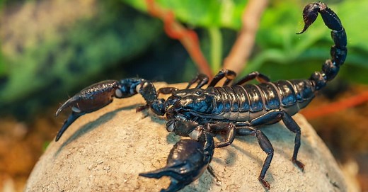 How Many Legs Do Scorpions Have? 5 Interesting Facts About Scorpion Bodies