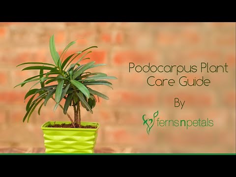 #HappyCorners - Podocarpus Plant Care Guide by Ferns N Petals