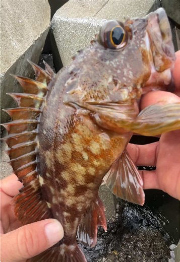 岩の穴から魚釣り凄く美味しい魚が釣れます 釣り初心者でも簡単 釣り入門 釣りの始め方 穴釣り survival outdoor fishing pescando ‎صيد السمك
