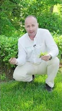 Annual Vs. Perennial Life Cycles: An Expert Explains