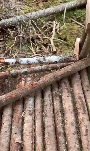 Day 6 follow for day 7🪵🌲#treefort #loft #bushcraft #forest #treehouse