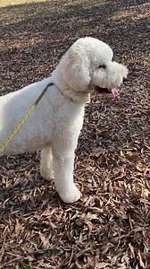 Max’s nature trail walk 💕🐾🐶 | Tuscarora's Country Club for Dogs