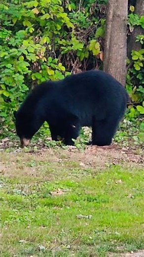 Brear in Coquitlam