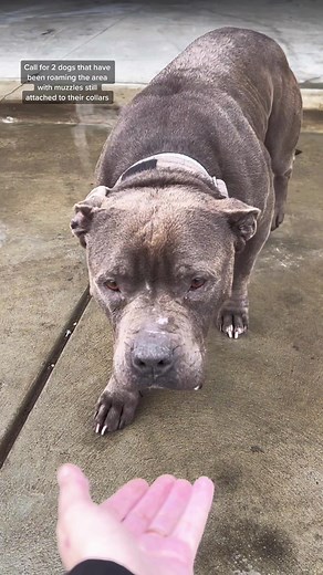 #microchipyourpets and always make sure they have tags on them at all times, it is the simplest but one of the most important things you could do for your animal. #acolife #animalcontrol #animalcontrolofficer #animalprotectionofficer #dogtrapping #ilovemyjob #fresno #559 #fresnohumaneanimalcontrol #fresnohumaneanimalservice #fypシ