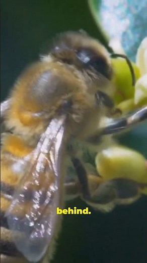 This is why bees die after they sting