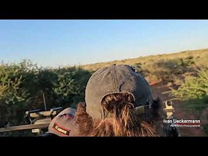 Animals hunting in Africa-Wild dogs take down Oryx