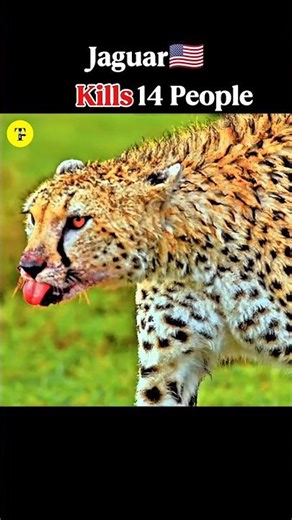 Big Cats sounds Puma Sound|Cheetah sound|Jaguar sound#viralvideo#shortvideo#factshort#hindi#fachindi
