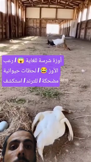 Extremely Aggressive Goose 😱🪿 | Scary but Funny Animal Moments 😂