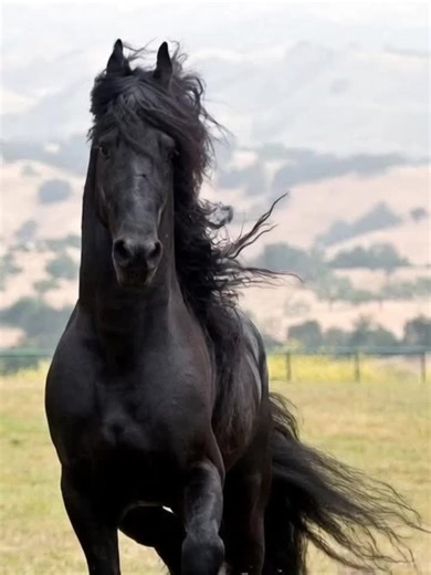 Majestic Black Friesian Horse Galloping Through Fields