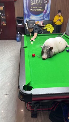 Ordered a pig to teach billiards technique