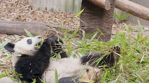 105K views · 2.5K reactions | What is a panda's happiness? Everyone may have a different idea. For Abe Nobuko, the happiness of a panda is to be able to live according to its nature. | China Focus | Facebook