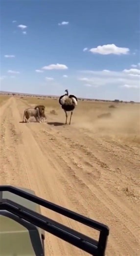 Onderschat een Struisvogel Nooit | Rauwe Kracht van de Afrikaanse Savanne 🦤🔥 #shorts #animals