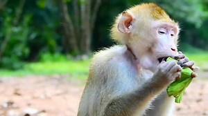 33K views · 374 reactions | 殺PLEASE guess who I am, what's my name, film archive 2019樂殺 ‍riddle solution: Solam in the October 2019 video殺‍. Mic Elle殺 you guessed first. Thank you. | Stop Abuse to Baby Monkeys | Facebook