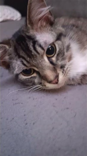 Bébé chat 😍😍