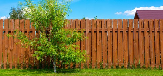 Les arbres et les clôtures | Éducaloi