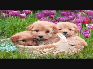 Free Printable Calendars