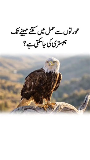 Majestic Eagle on Tree Branch#viral #tiktok #eagle #eagles #power #newvideo