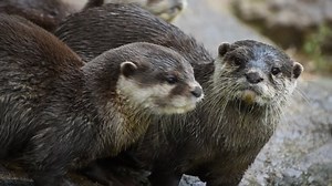clip-1042268383-close-view-three-small-river-otters-running