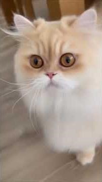 CATS AND THEIR EMBARRASSING FAILS THAT ARE HILARIOUS...