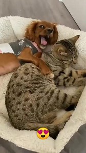 18K views · 337 reactions | Cane e gatto ♡♡ | Pretty things | Facebook