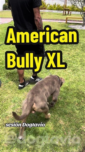 American Bully Training Tips and Tricks