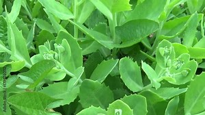Sedum plant stonecrop Spanish close up green leafs in summer. Motion camera. Horizontal panorama. Stock Video