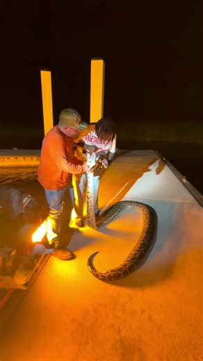 Python hunting with Swamp Eye HD lights!